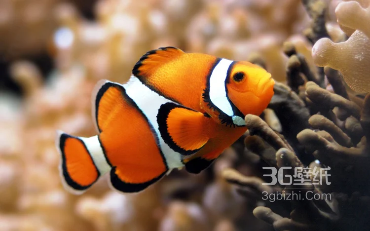 萌萌哒海底小演员“小丑鱼”图片9