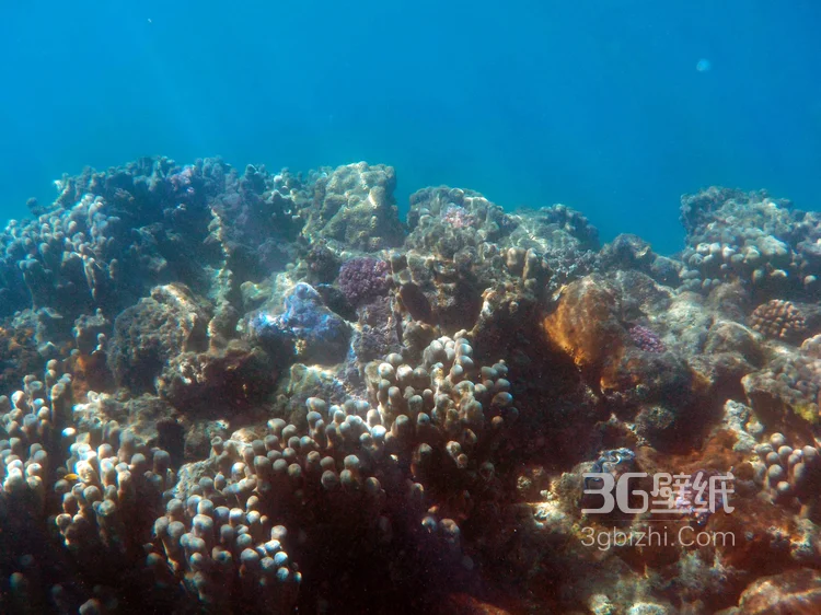 野生珊瑚，美丽的珊瑚礁，小丑鱼图片6