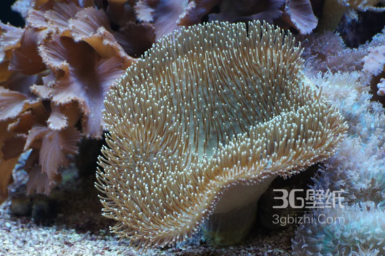 野生珊瑚，美丽的珊瑚礁，小丑鱼图片8