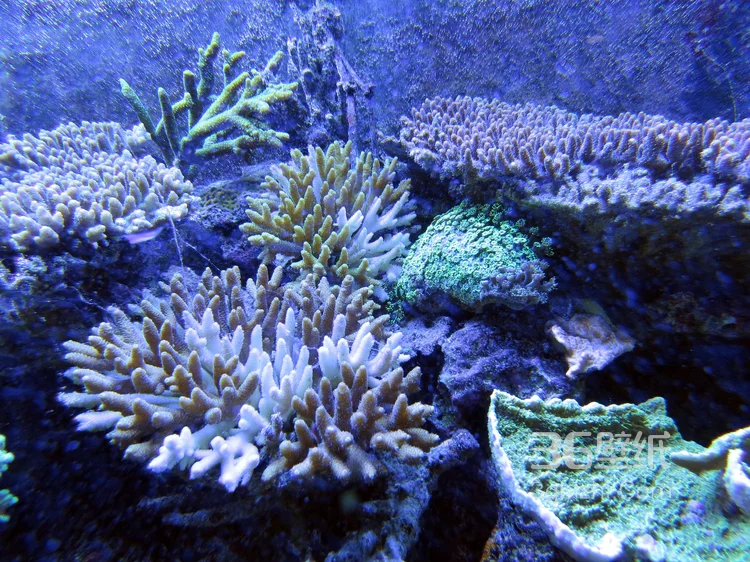野生珊瑚，美丽的珊瑚礁，小丑鱼图片3