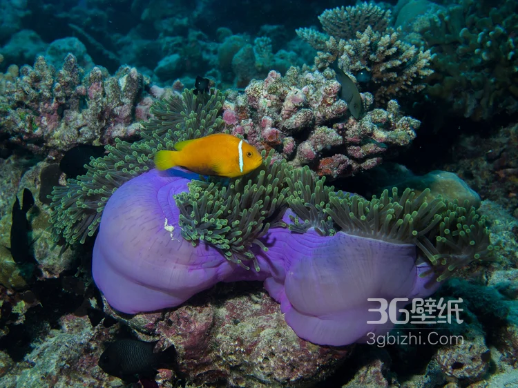野生珊瑚，美丽的珊瑚礁，小丑鱼图片2