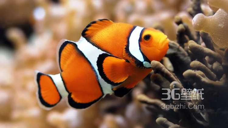 萌萌哒海底小演员“小丑鱼”图片11