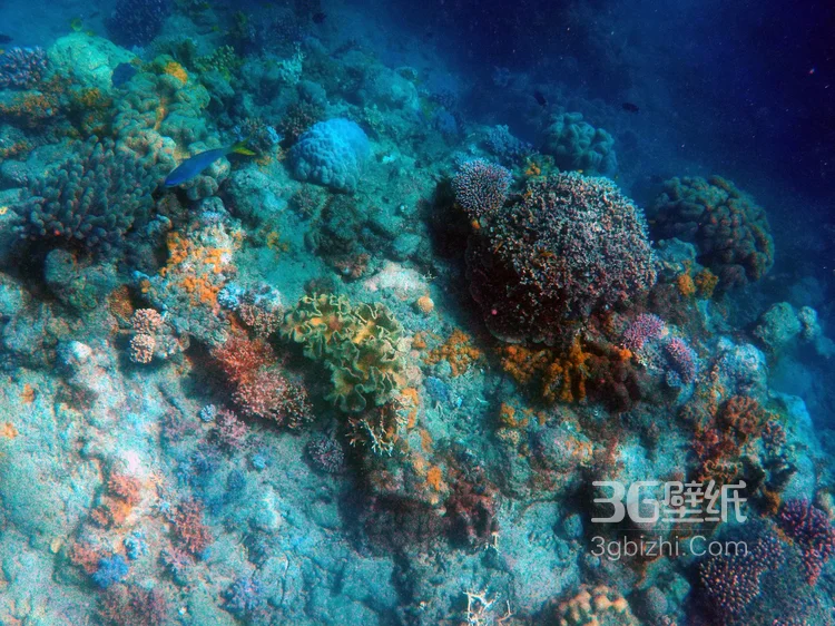 野生珊瑚，美丽的珊瑚礁，小丑鱼图片5