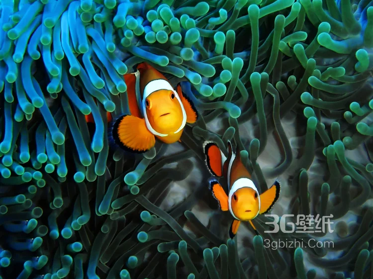 萌萌哒海底小演员“小丑鱼”图片8