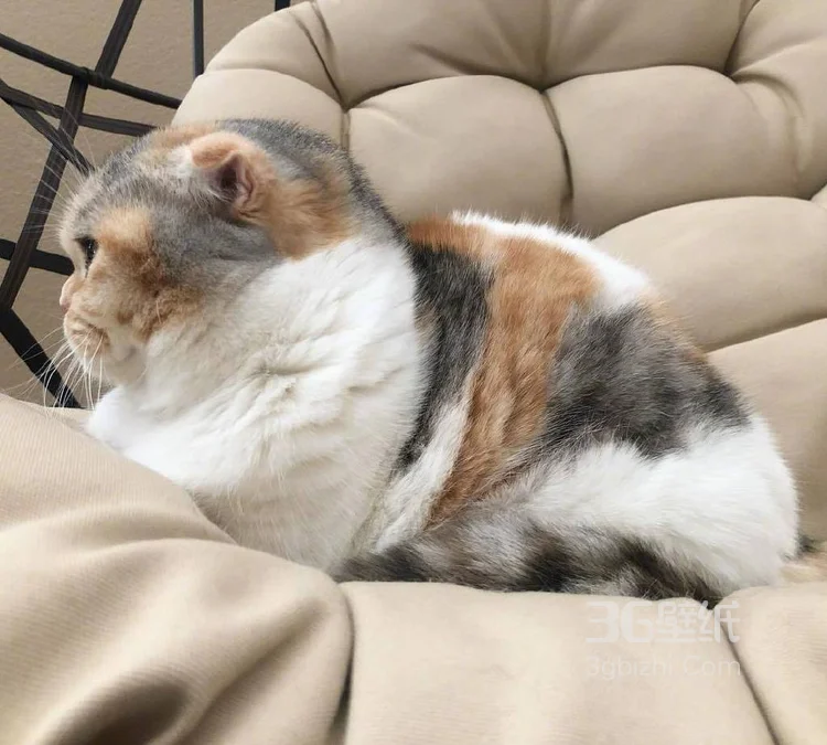 猫猫图片，可爱的小短腿肥猫摄影美图，有猫人才懂的快乐4