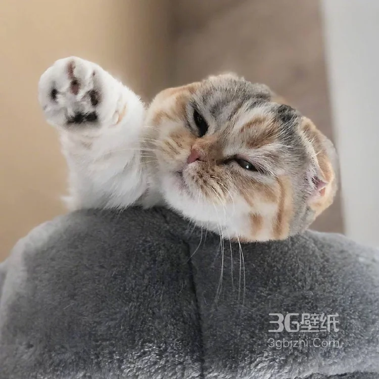 猫猫图片，可爱的小短腿肥猫摄影美图，有猫人才懂的快乐1