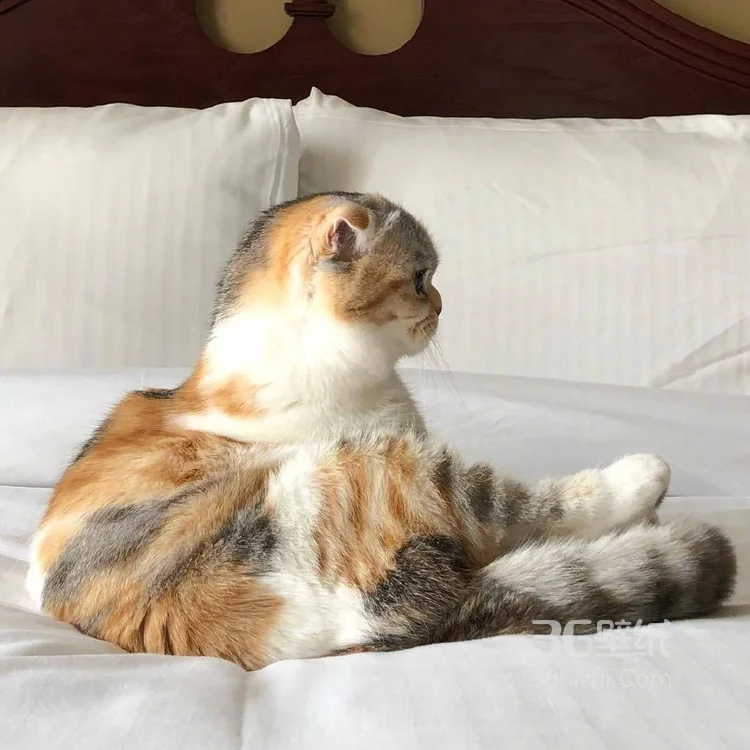 猫猫图片，可爱的小短腿肥猫摄影美图，有猫人才懂的快乐3