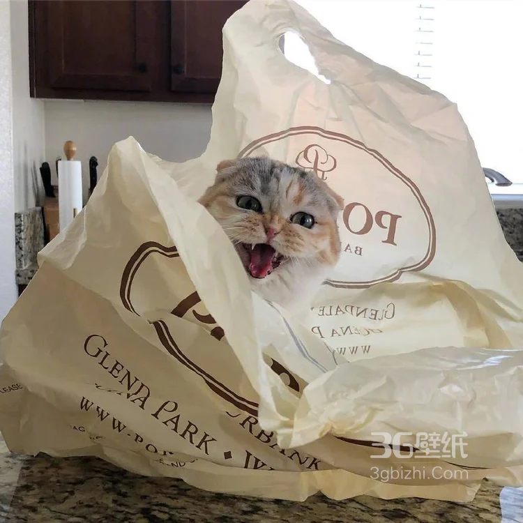 猫猫图片，可爱的小短腿肥猫摄影美图，有猫人才懂的快乐6