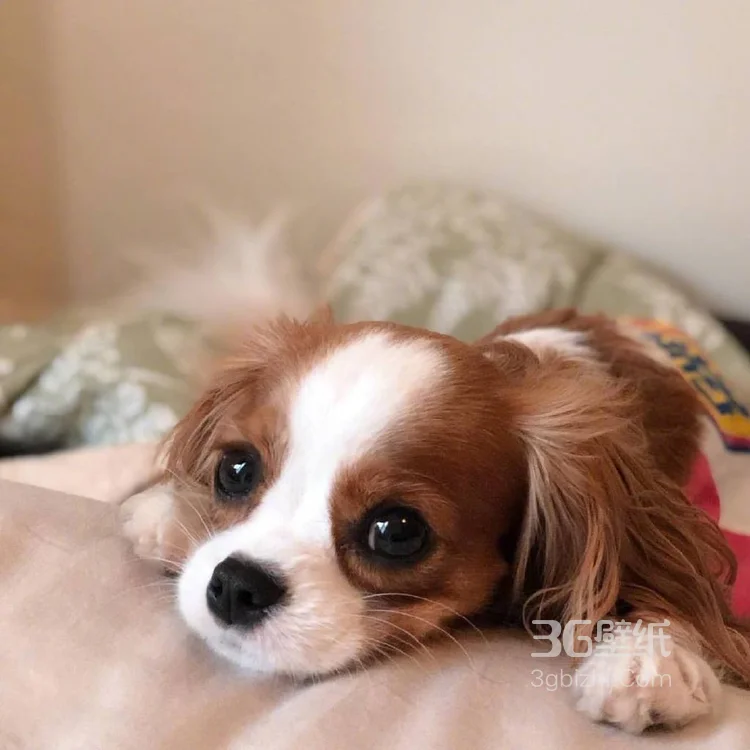 查理王小猎犬卖萌日常，查理王小猎犬可爱摄影图片8