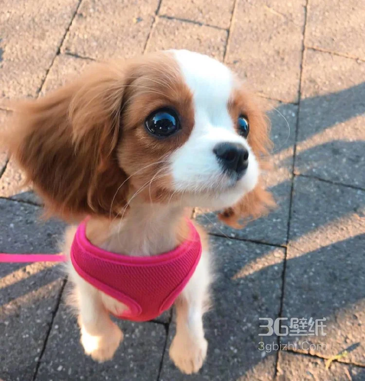 查理王小猎犬卖萌日常，查理王小猎犬可爱摄影图片5