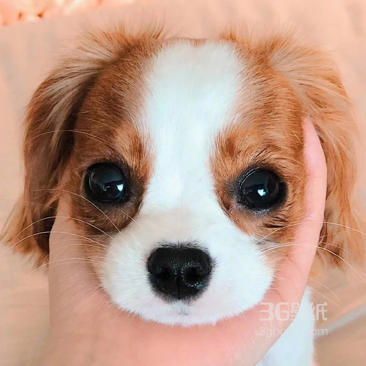 查理王小猎犬卖萌日常，查理王小猎犬可爱摄影图片2