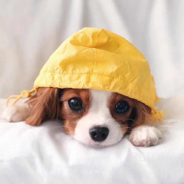 查理王小猎犬卖萌日常，查理王小猎犬可爱摄影图片7