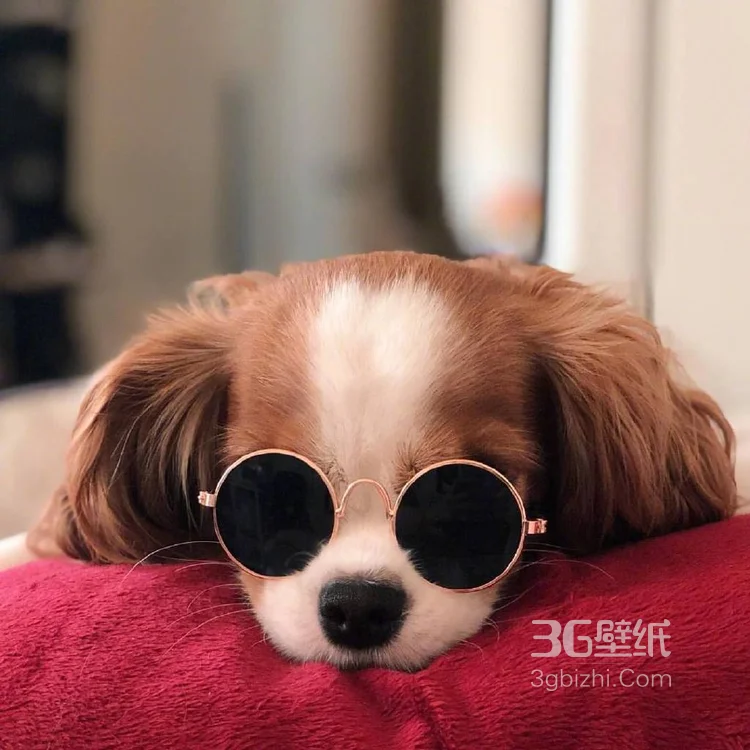 查理王小猎犬卖萌日常，查理王小猎犬可爱摄影图片3