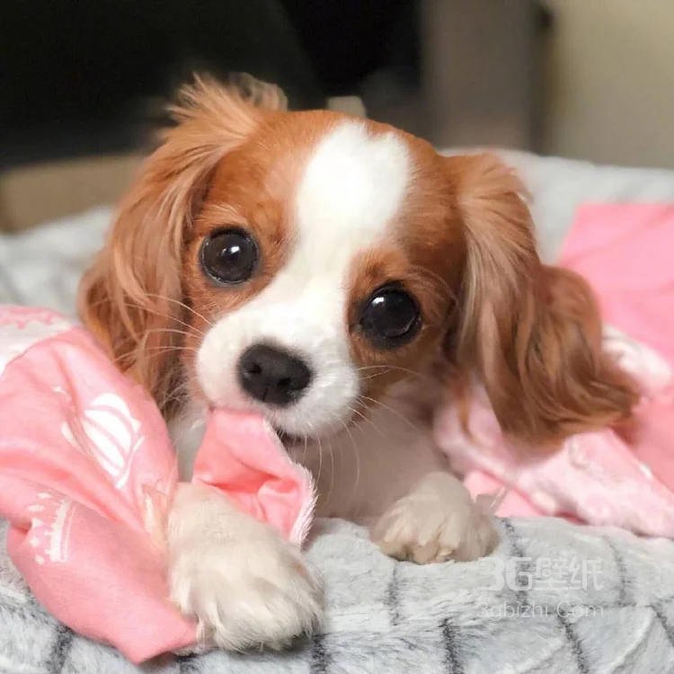 查理王小猎犬卖萌日常，查理王小猎犬可爱摄影图片4