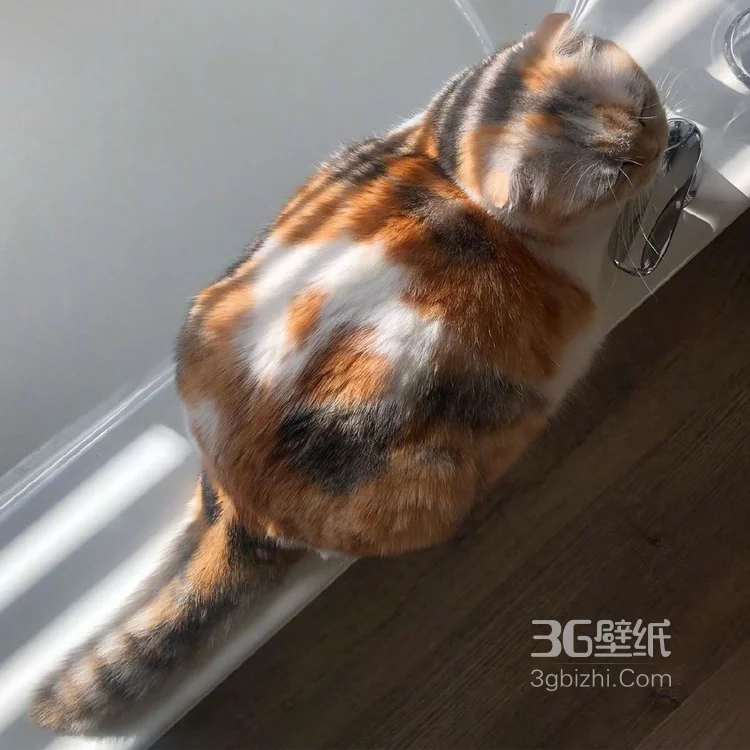 猫猫图片，可爱的小短腿肥猫摄影美图，有猫人才懂的快乐7