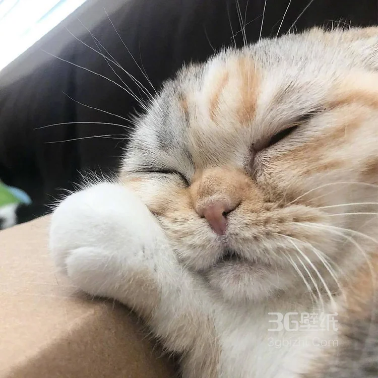 猫猫图片，可爱的小短腿肥猫摄影美图，有猫人才懂的快乐5