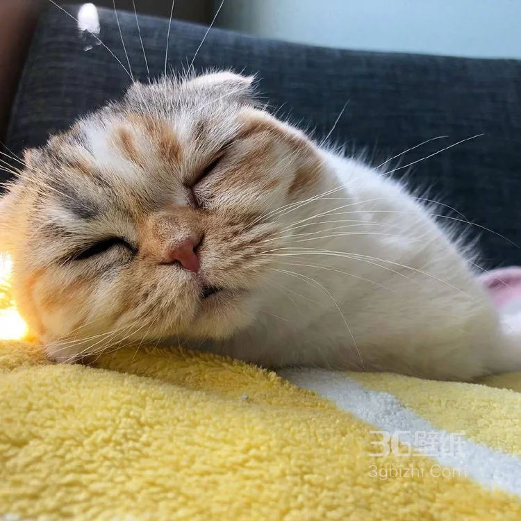 猫猫图片，可爱的小短腿肥猫摄影美图，有猫人才懂的快乐8