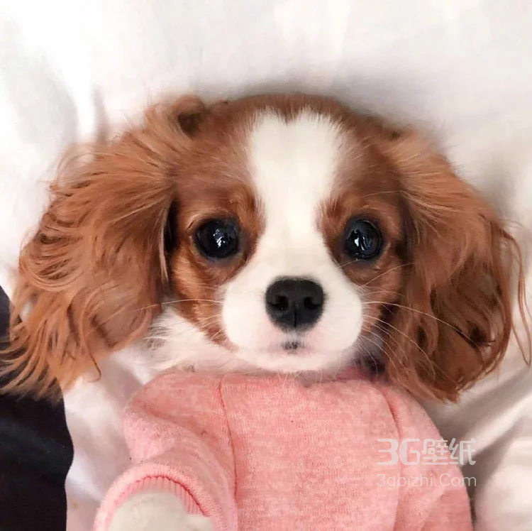 查理王小猎犬卖萌日常，查理王小猎犬可爱摄影图片1