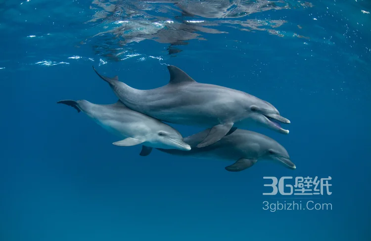 高智商海洋生物海豚的高清图集可做壁纸19