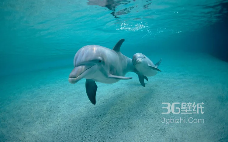 高智商海洋生物海豚的高清图集可做壁纸1