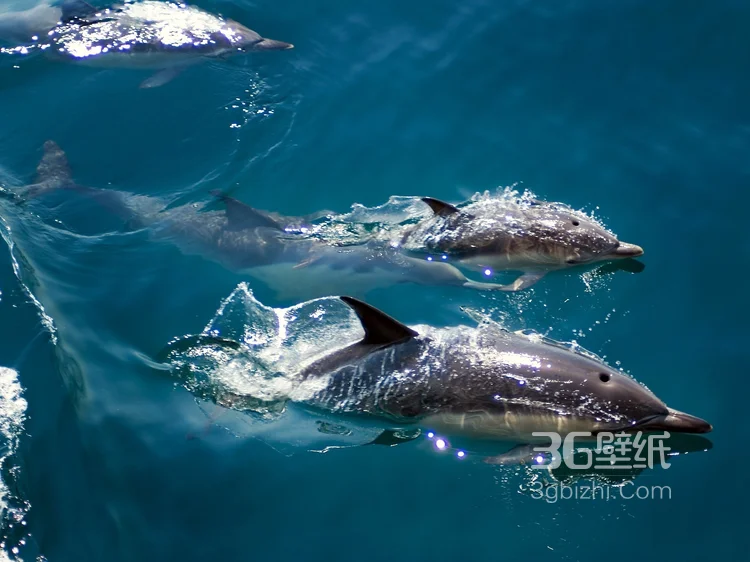 高智商海洋生物海豚的高清图集可做壁纸18