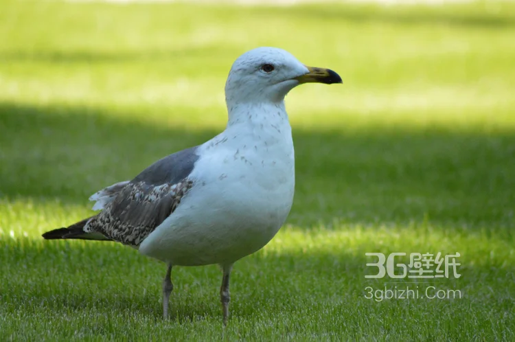 海上的马拉松选手“海鸥”图片8