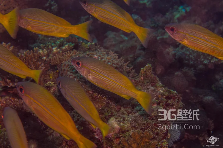餐馆常客大眼鲷鱼图片3