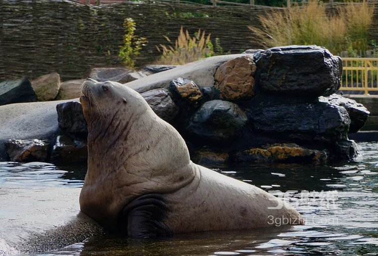 大海里的狮子“海狮”高清图片大全3