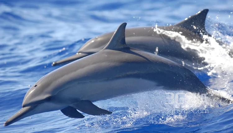高智商海洋生物海豚的高清图集可做壁纸13