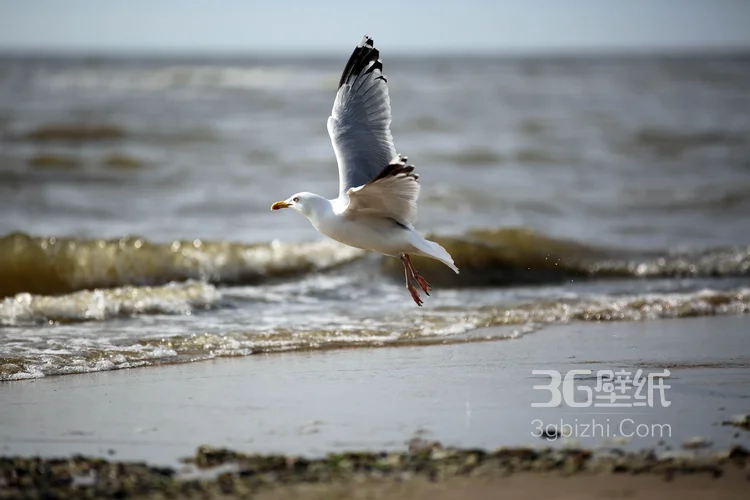 海上的马拉松选手“海鸥”图片12