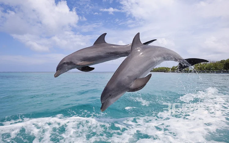 高智商海洋生物海豚的高清图集可做壁纸3