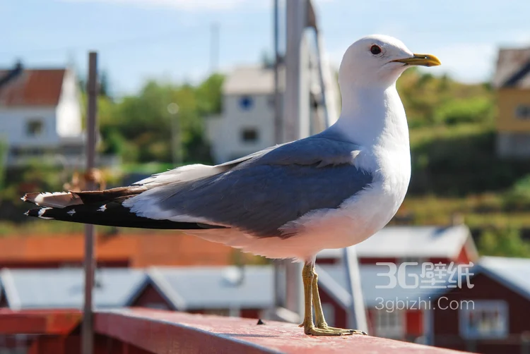 海上的马拉松选手“海鸥”图片1