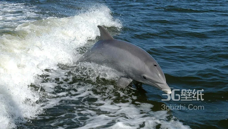 高智商海洋生物海豚的高清图集可做壁纸8