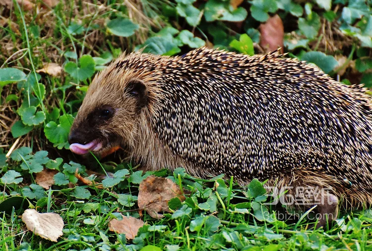 可爱的小刺猬图片，别靠近我 我会弄伤你的9