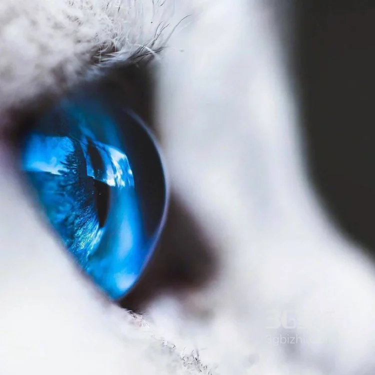蓝颜色瞳孔萌猫图片，唯美可爱3
