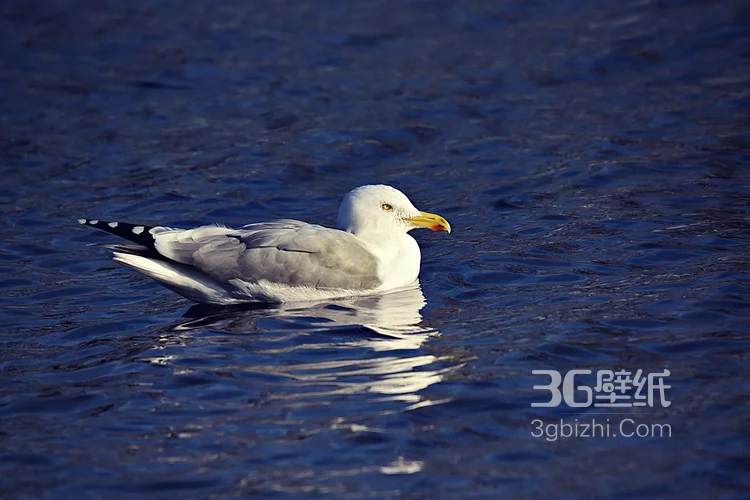 海上的马拉松选手“海鸥”图片14
