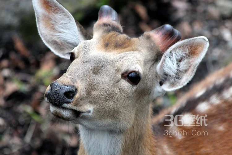 国宝级动物鹿，“梅花鹿”图片大全7