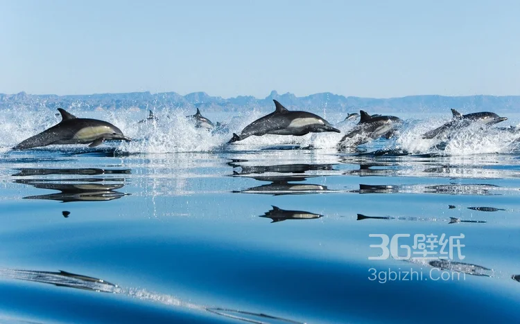 高智商海洋生物海豚的高清图集可做壁纸12