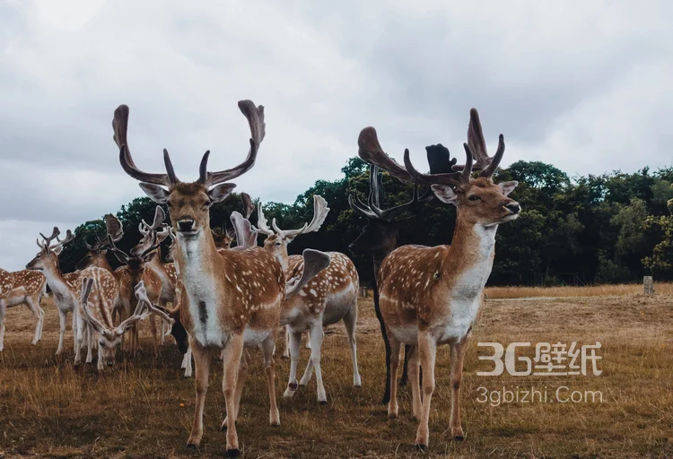 国宝级动物鹿，“梅花鹿”图片大全13