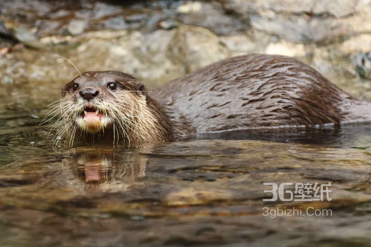 大海里的狮子“海狮”高清图片大全7