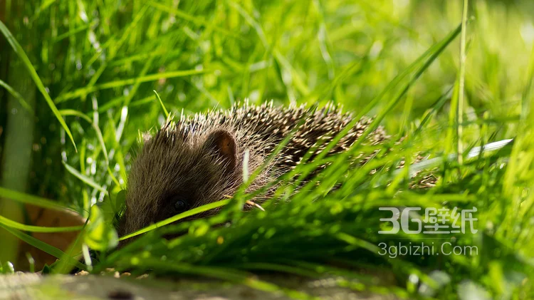 可爱的小刺猬图片，别靠近我 我会弄伤你的6