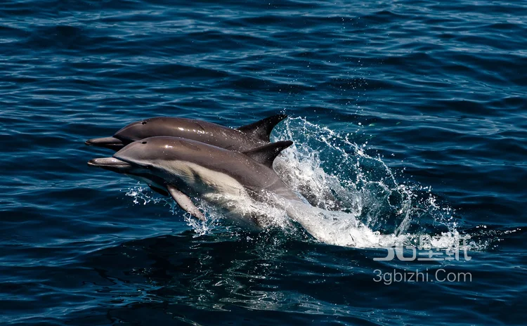 高智商海洋生物海豚的高清图集可做壁纸20