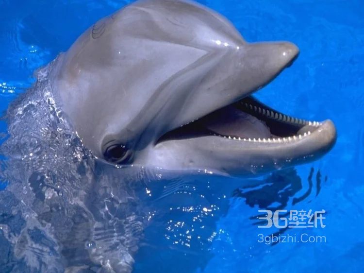 高智商海洋生物海豚的高清图集可做壁纸11