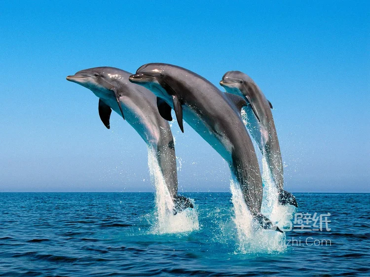高智商海洋生物海豚的高清图集可做壁纸2