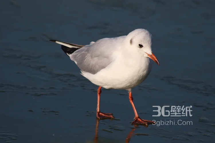 海上的马拉松选手“海鸥”图片9