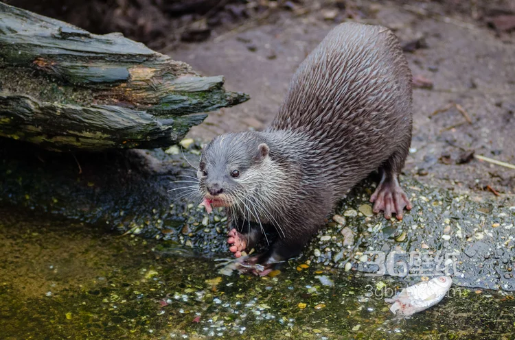 大海里的狮子“海狮”高清图片大全10