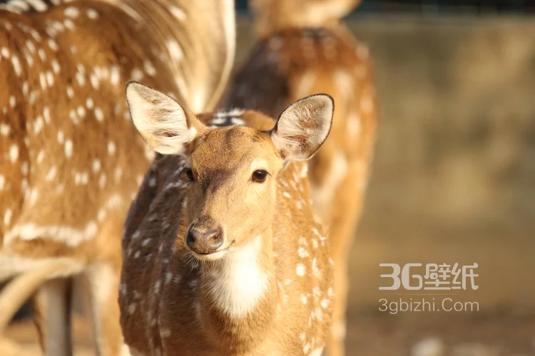 国宝级动物鹿，“梅花鹿”图片大全5