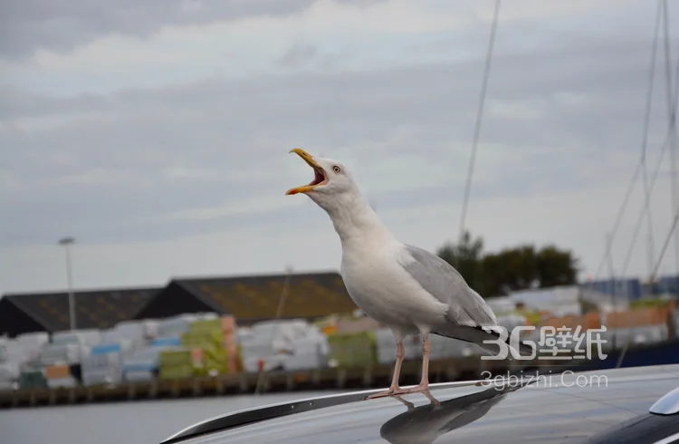 海上的马拉松选手“海鸥”图片3