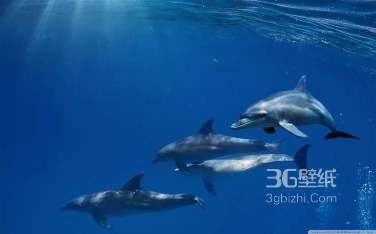 高智商海洋生物海豚的高清图集可做壁纸9