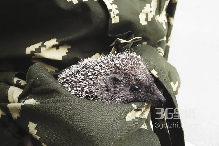 可爱的小刺猬图片，别靠近我 我会弄伤你的10